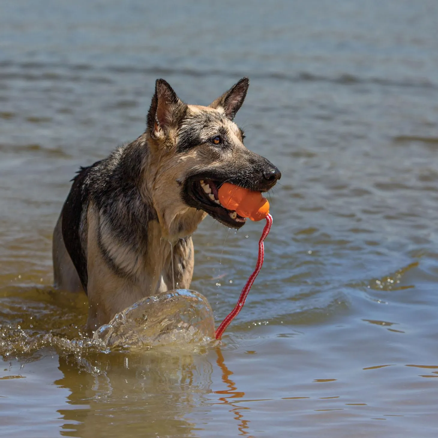 Aqua Dog Toy