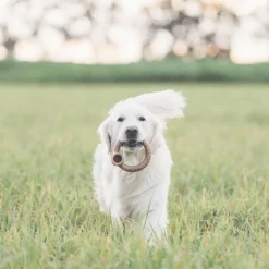 Bacon Ring Dog Toy