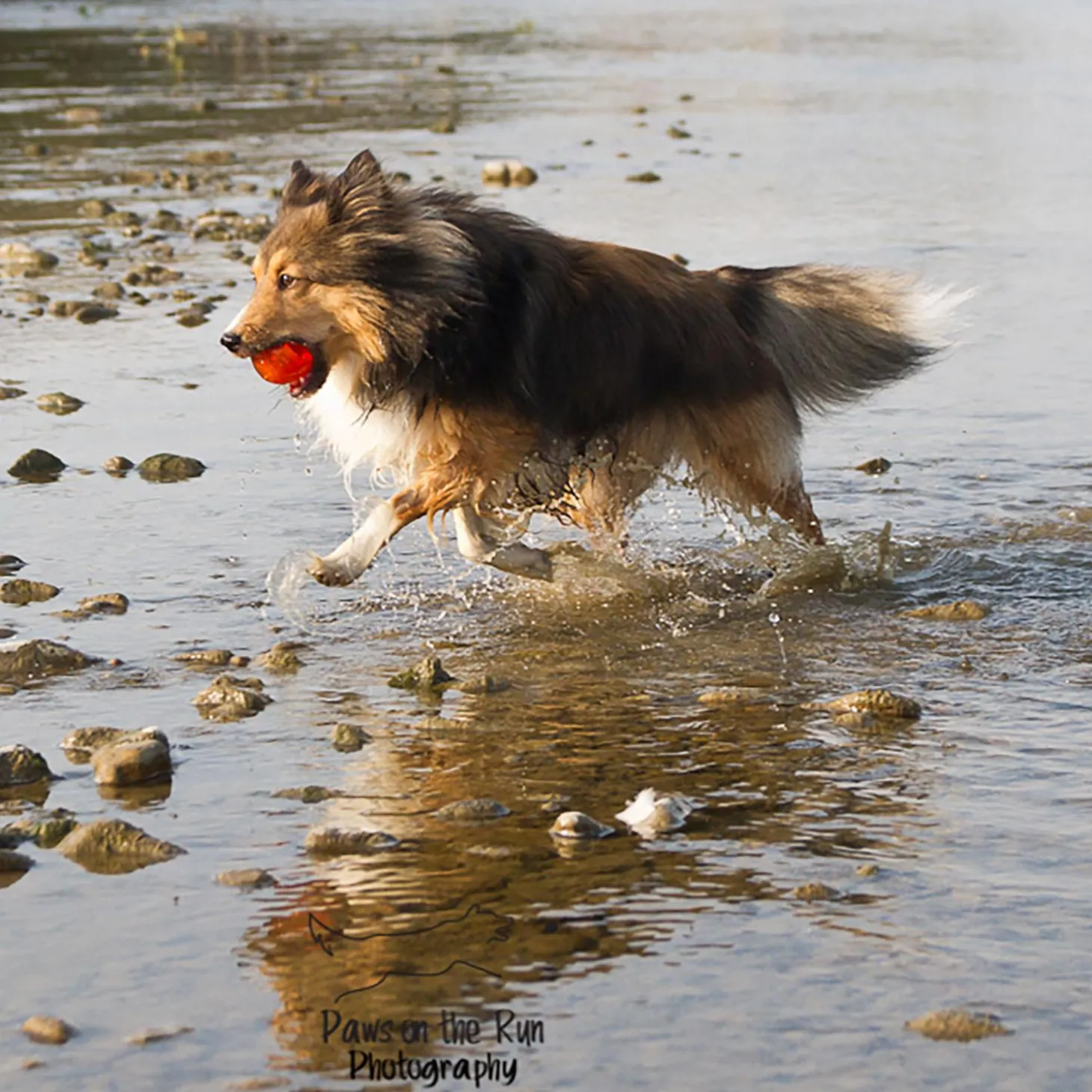 Ball Dog Toy