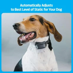 Bark Dog Collar
