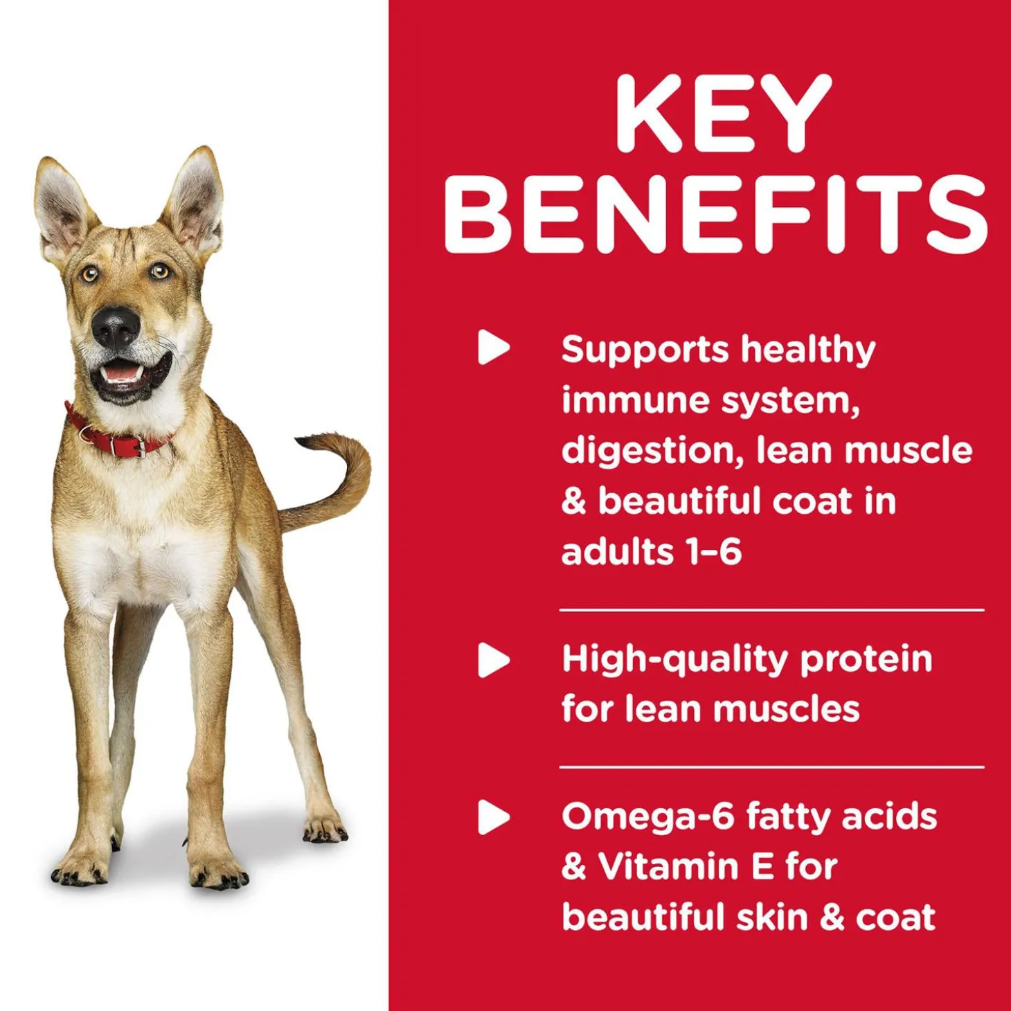 Beef & Barley Entree Adult Dog Food