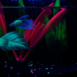 Betta Leaf