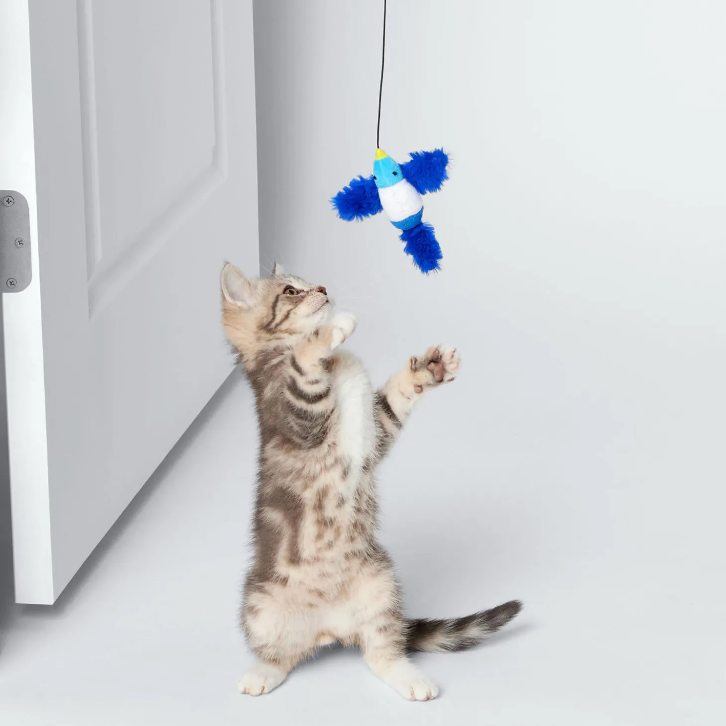 Bluebird Doorframe Teaser Cat Toy