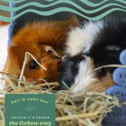 Botanical Hay for Small Animals