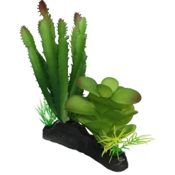 Cactus & Succulent Combo