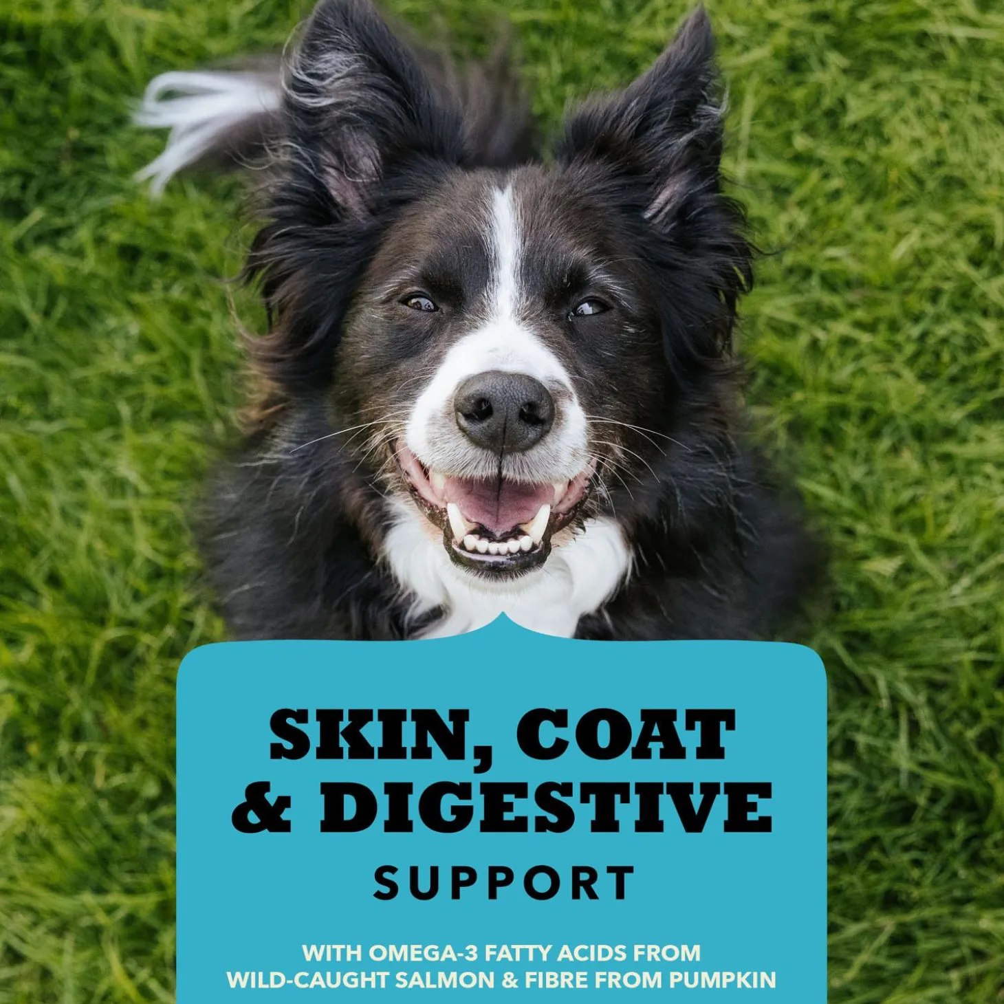 Chewy Strips Skin Coat & Digestive Support Salmon Recipe Dog Treats