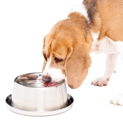 Chilled Pet Bowl