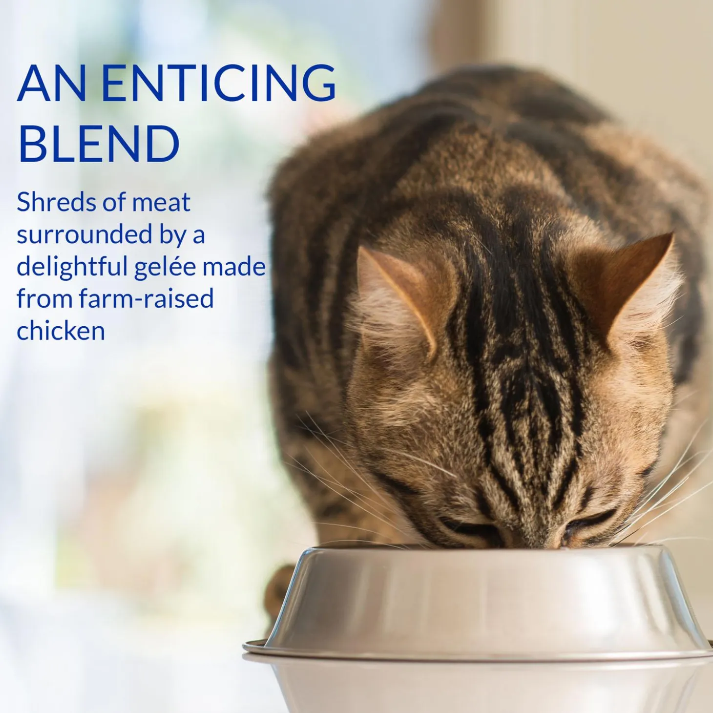 Churu Stew Chicken & Tuna Recipe Cat Food Topper