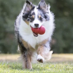 Classic Dog Toy
