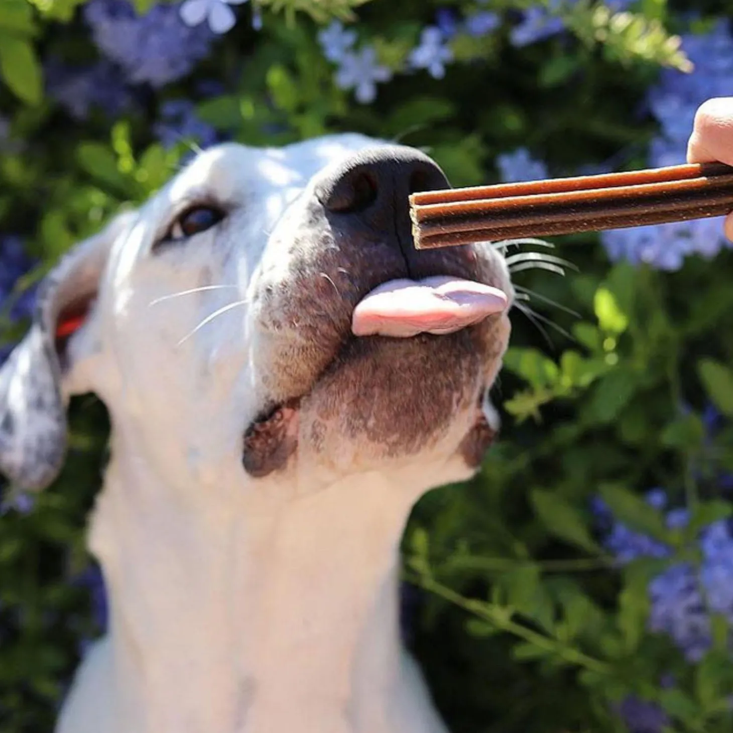 Dental Care Salmon Sticks Small Dog Treats