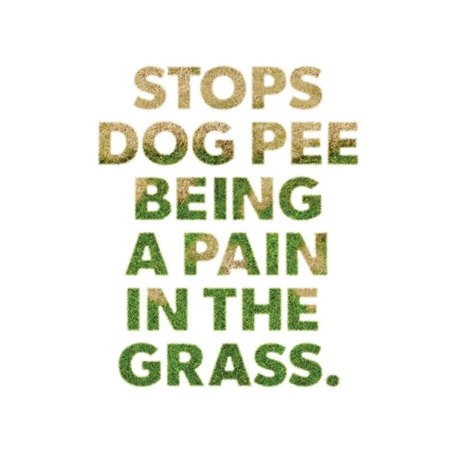 Dog Rocks