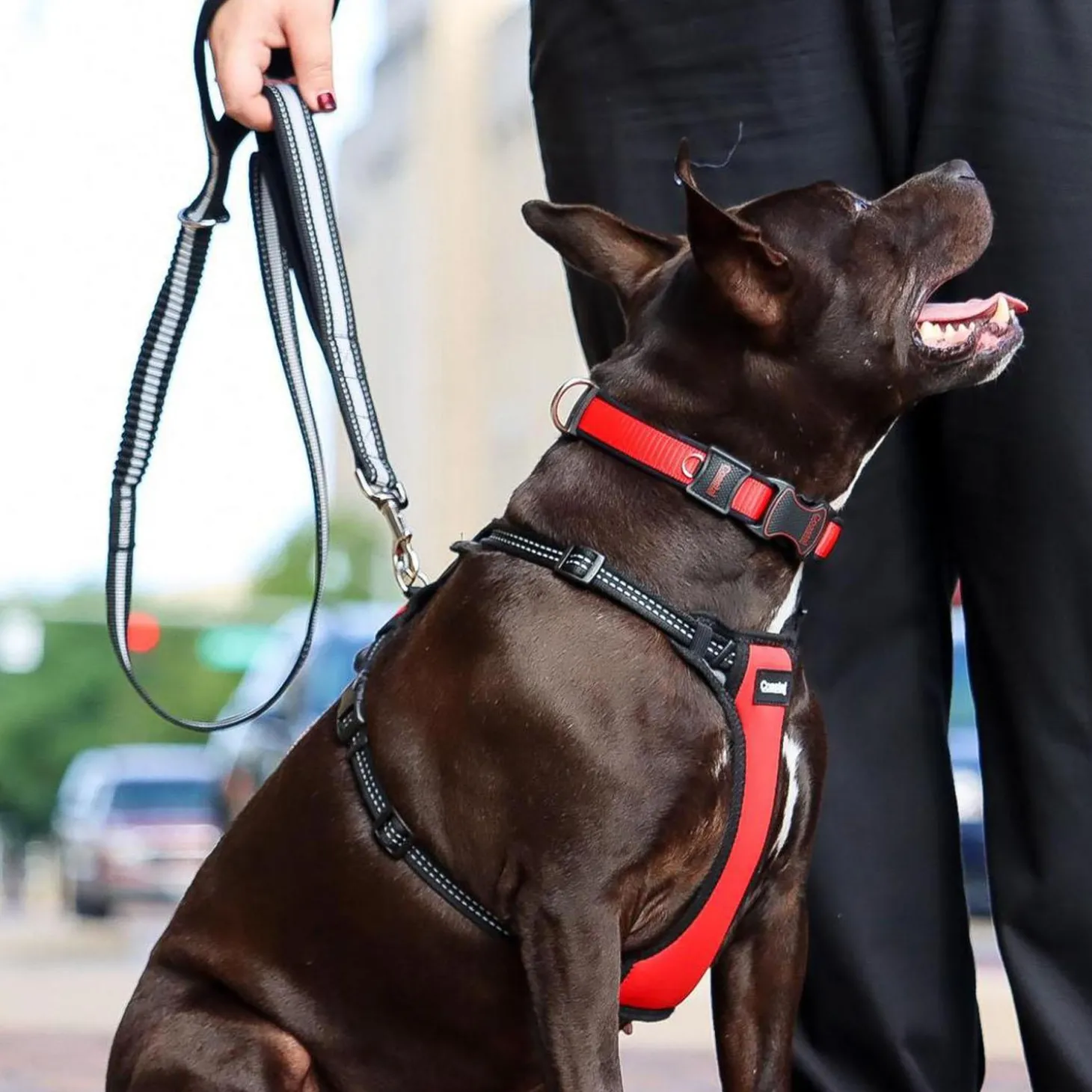 Double Handle Bungee Dog Leash Black