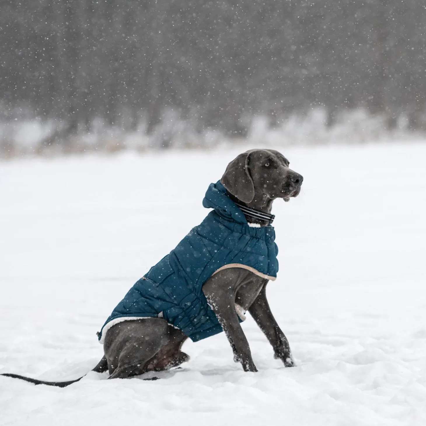 Elasto-Fit Nordic Teal Parka