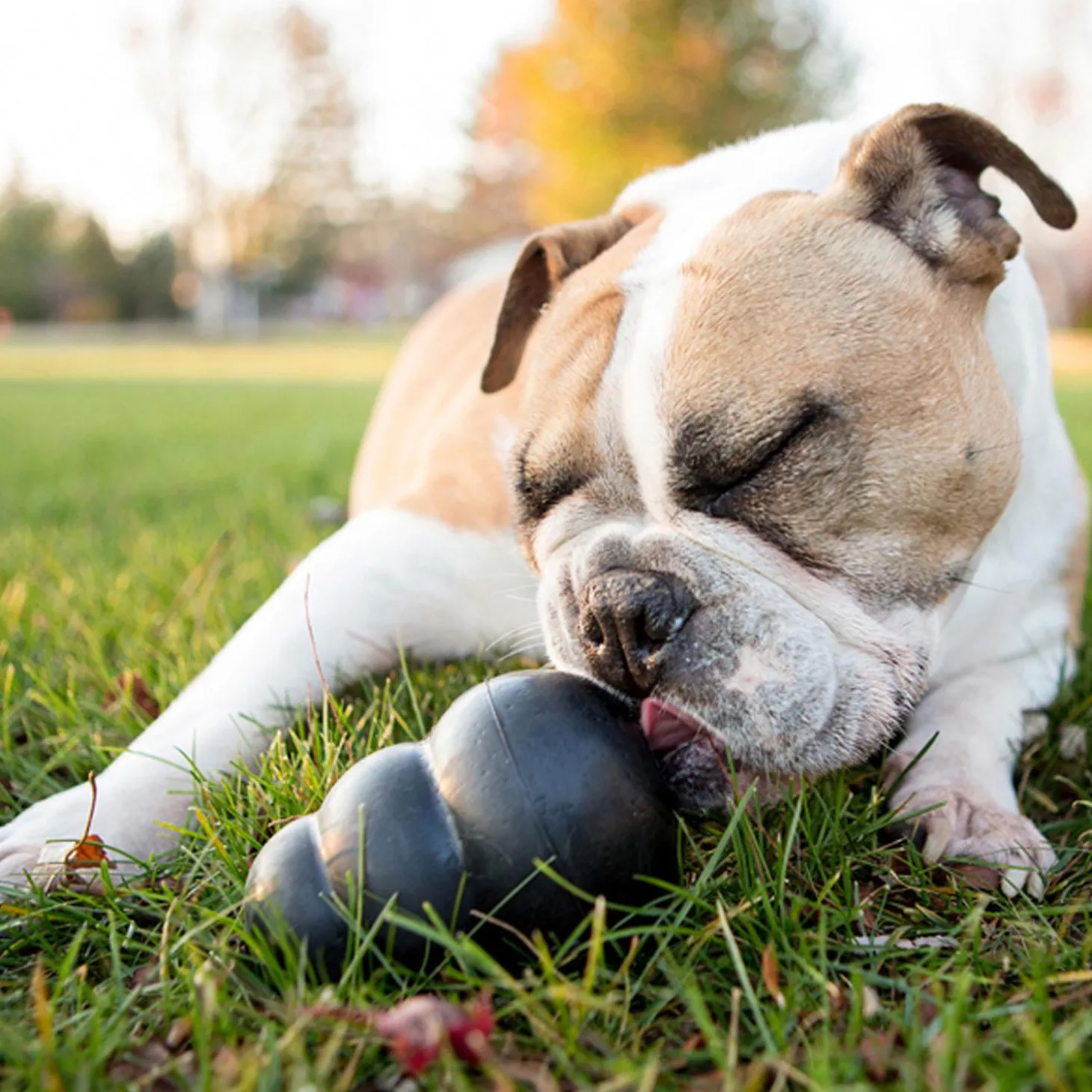 Extreme Dog Toy