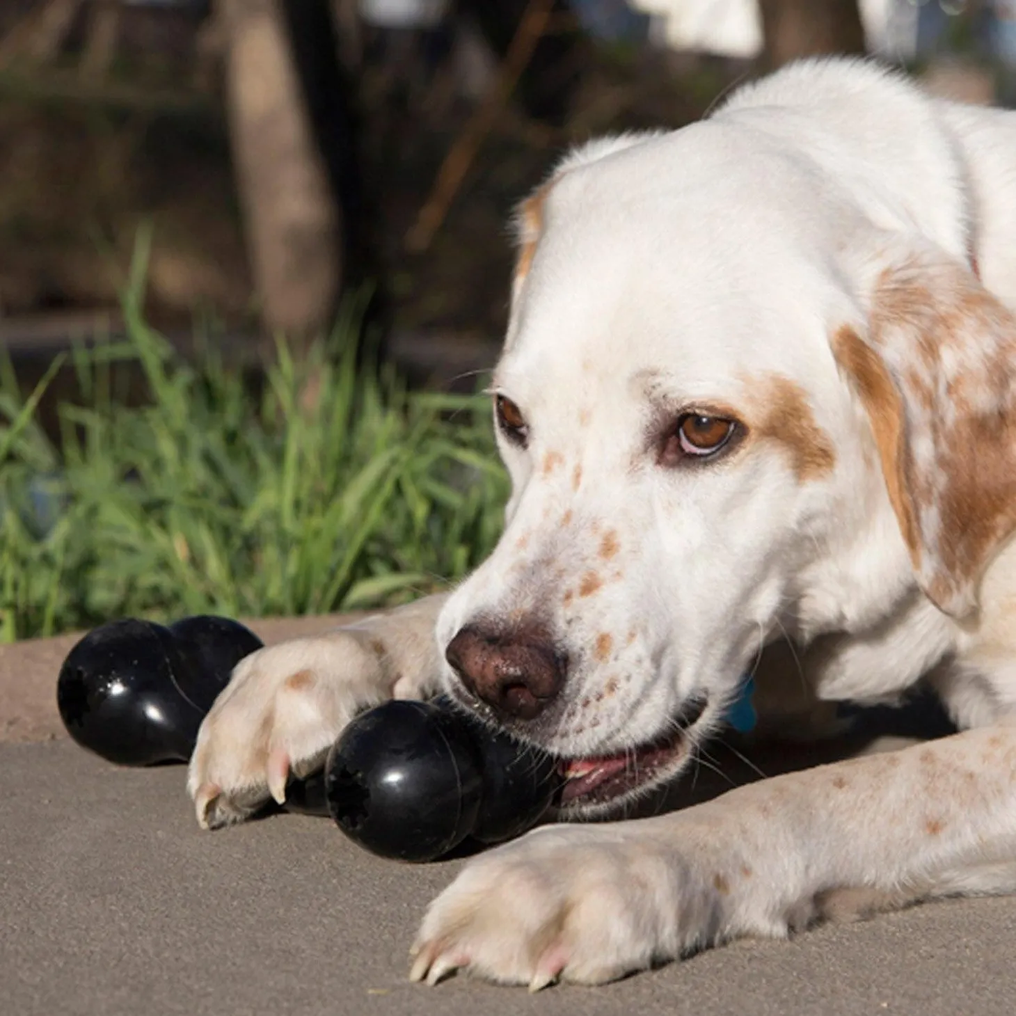 Extreme Goodie Bone Dog Toy