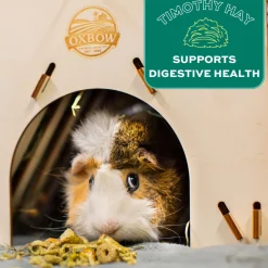 Forage Wise Daily Adult Guinea Pig Food