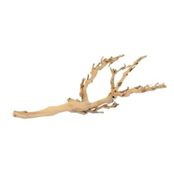 Forest Branch