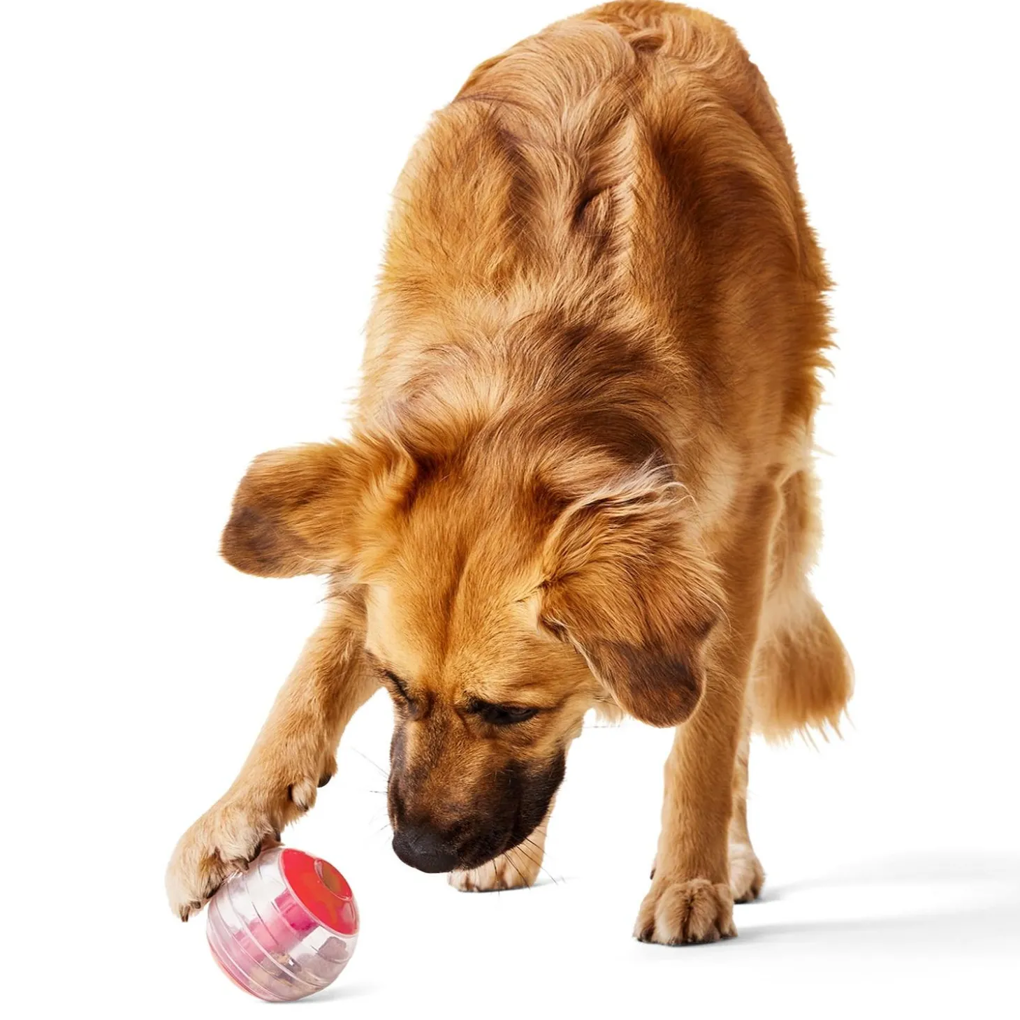 Giggler Treat Dispensing Ball Dog Toy