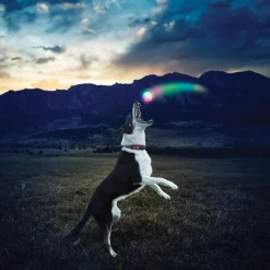 GlowStreak Disc-O LED Ball Dog Toy