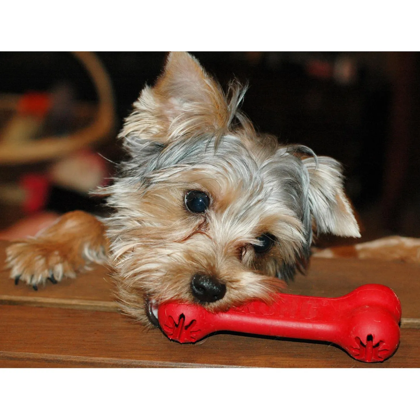 Goodie Bone Dog Toy