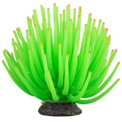 Green Anemone