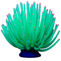 Green Anemone