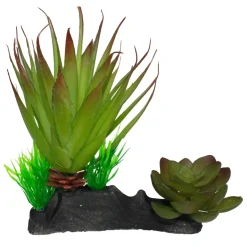 Green Succulents