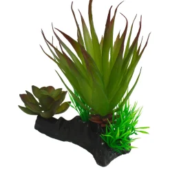 Green Succulents