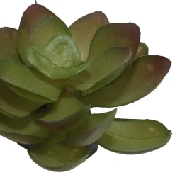 Green Succulents