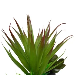 Green Succulents