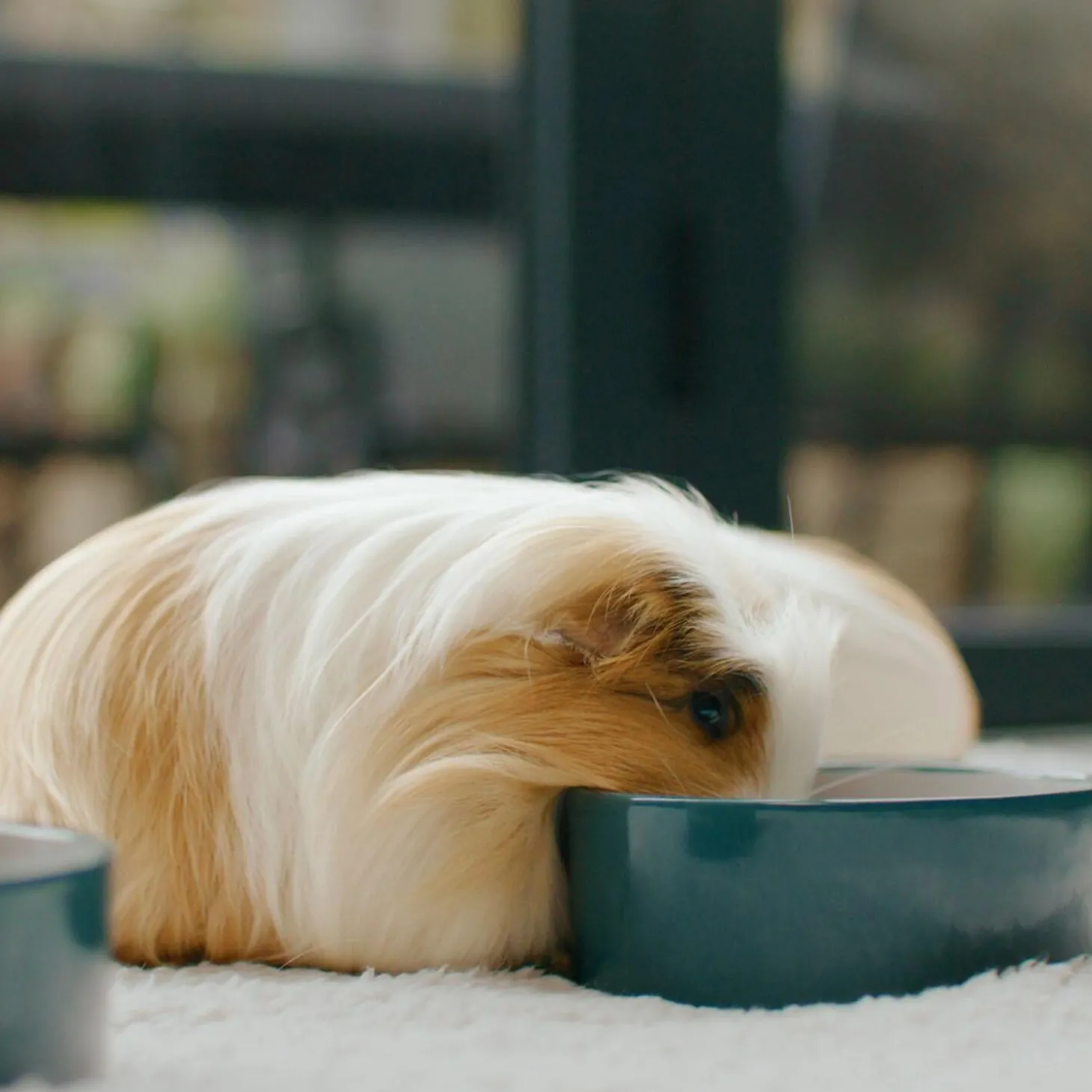 Guinea Pig Food