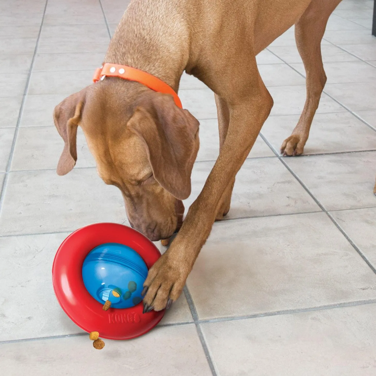 Gyro Dog Toy