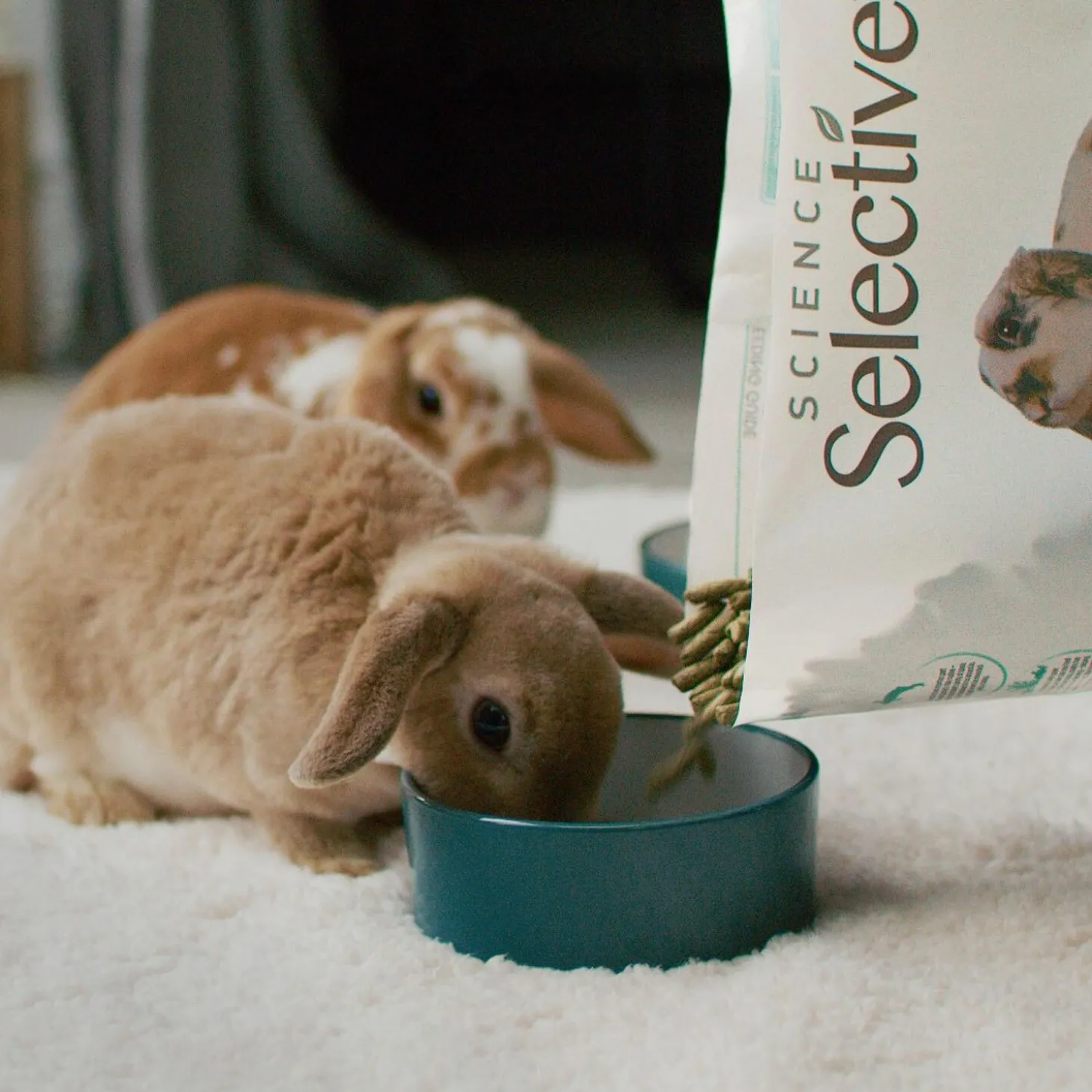House Rabbit Food