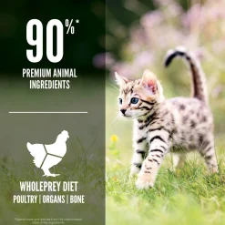 Kitten Cat Food