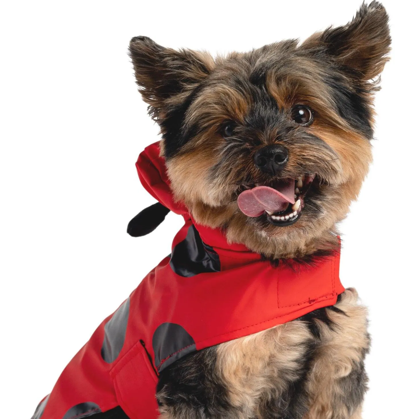Ladybug Red Raincoat