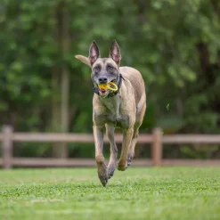 Looped Hive Dog Toy