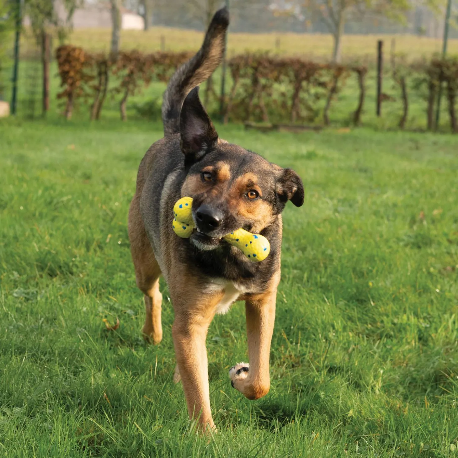 NITRO Bendy Bone Dog Toy