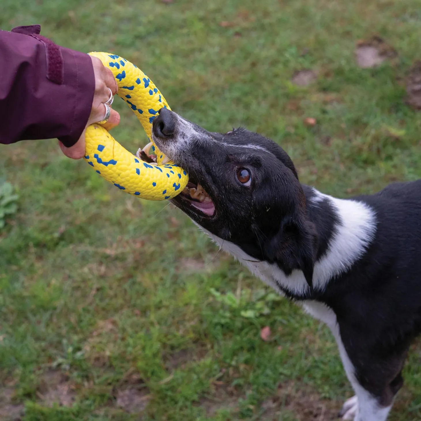 NITRO Ring Dog Toy