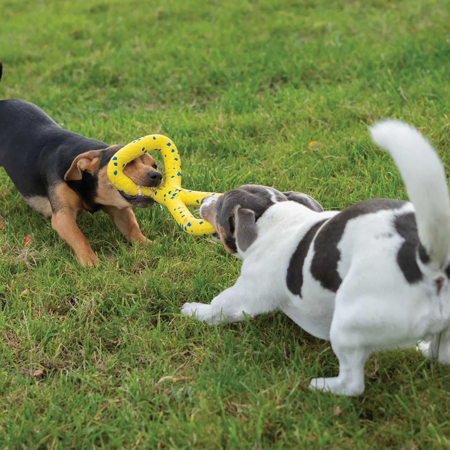 NITRO Tugger Dog Toy
