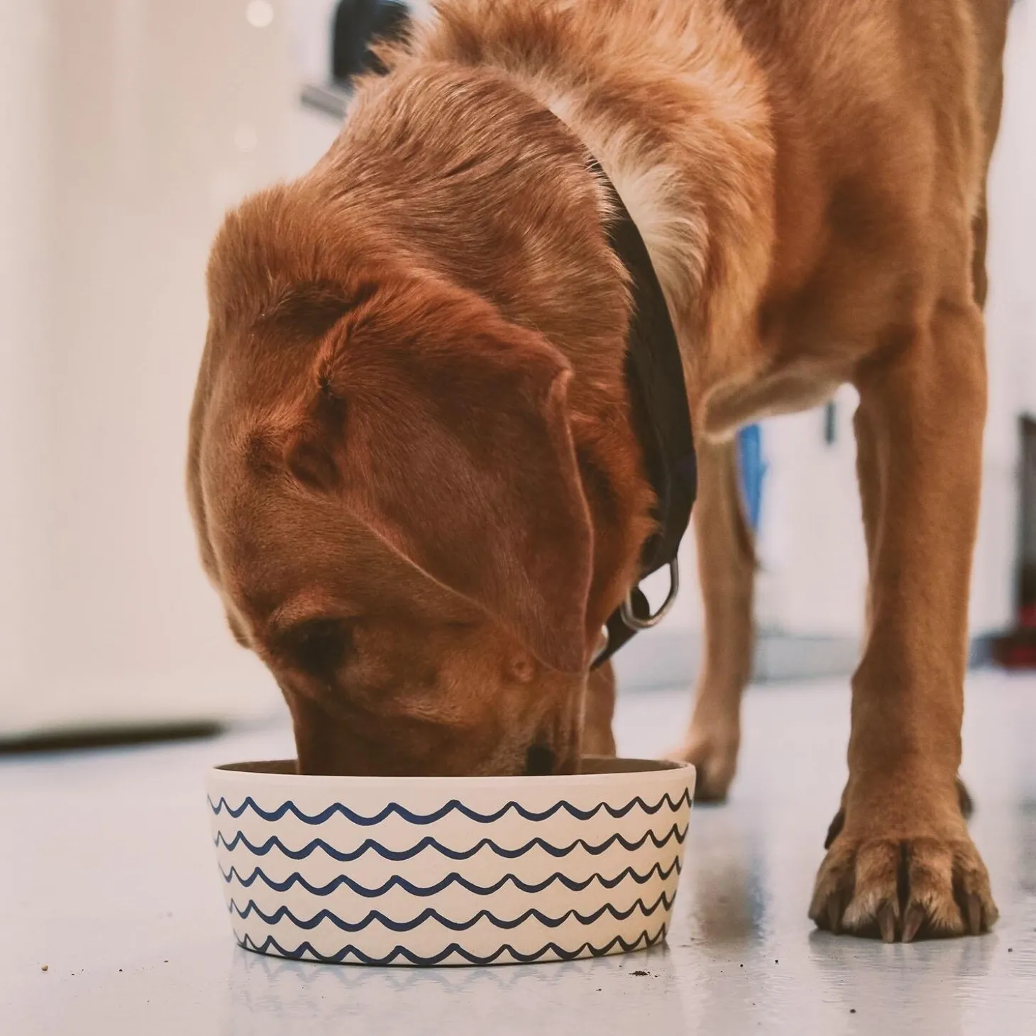 Ocean Waves Printed Feeding & Water Bowl