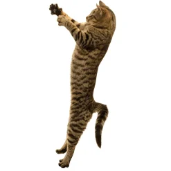 Original Interactive Cat Toy