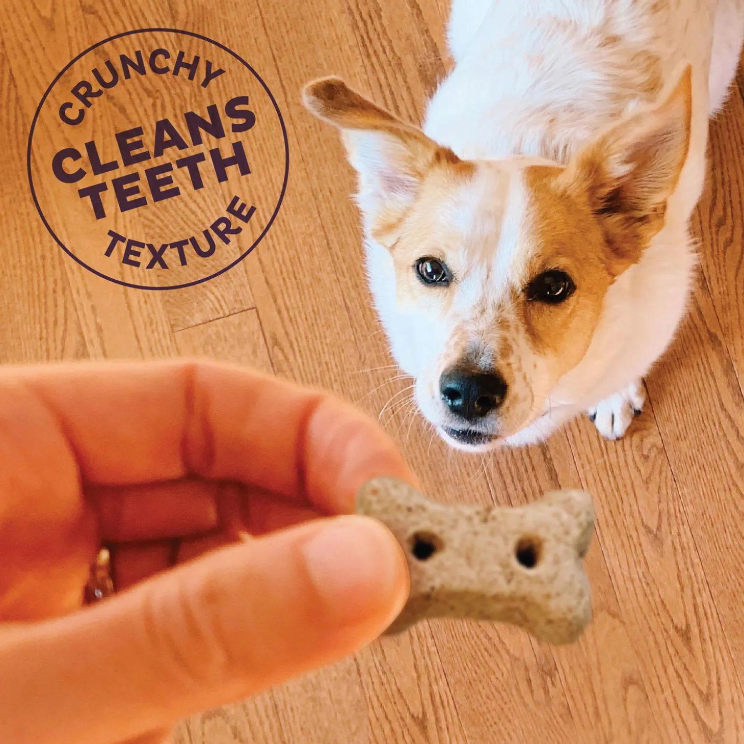 Original Mix Mini Dog Treats