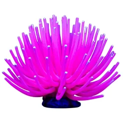 Pink Anemone