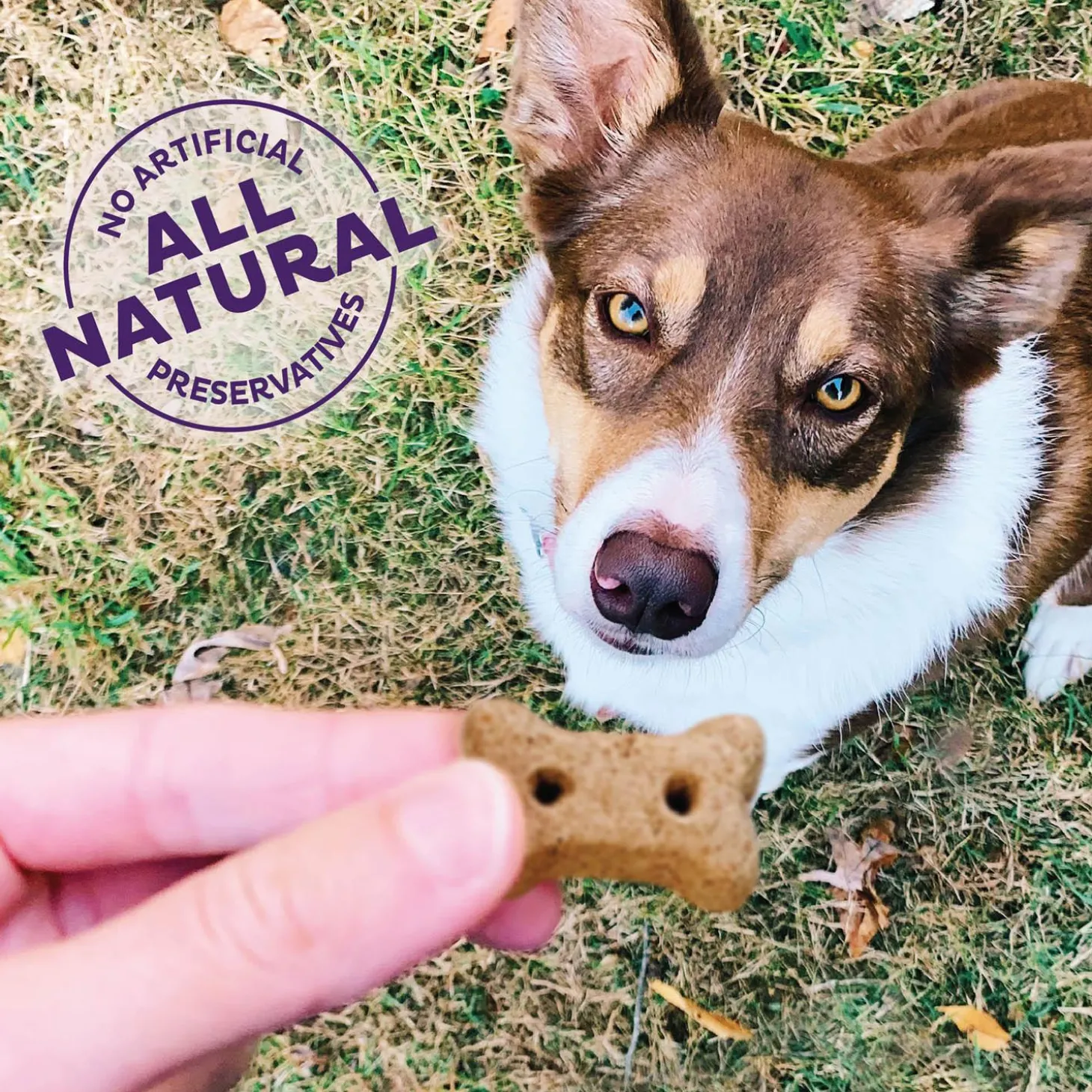 P-Nuttier Small Dog Treats