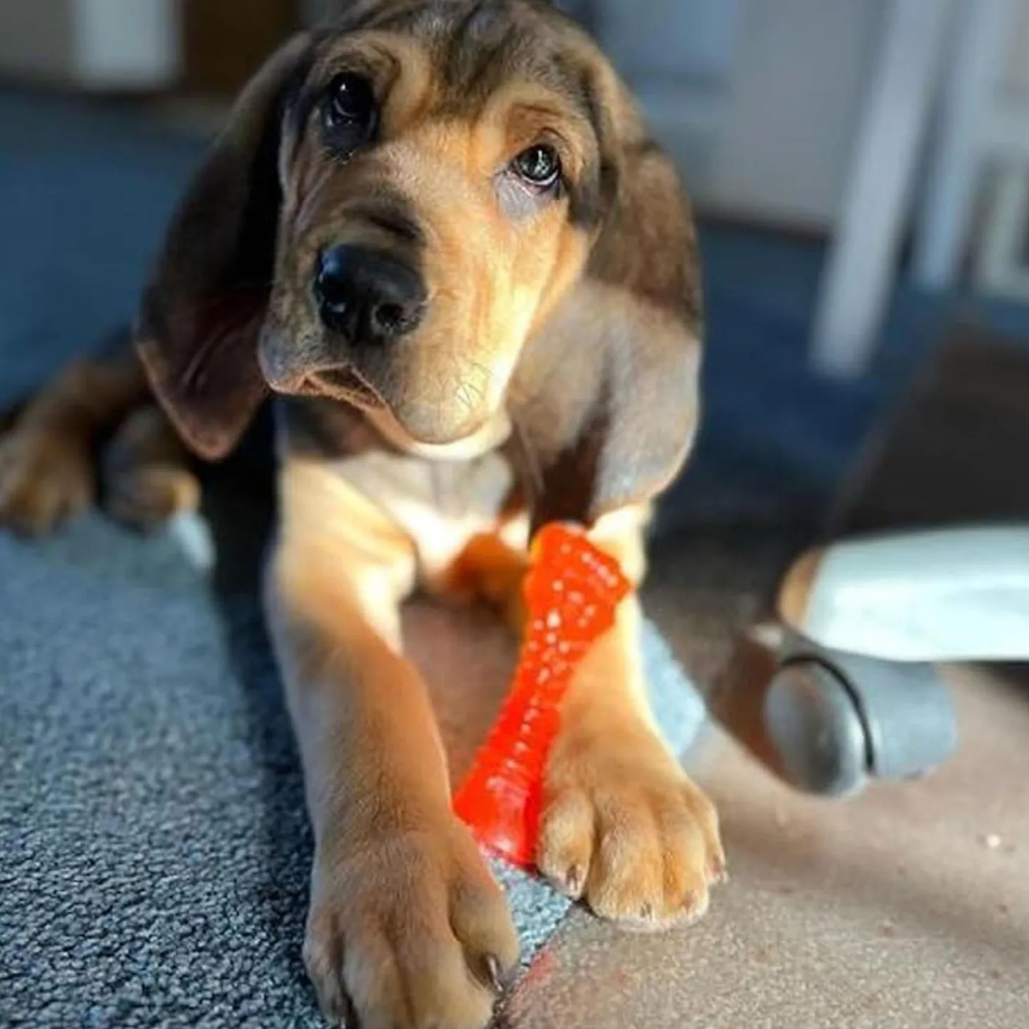 Puppy Chew Freezer Bone Dog Toy