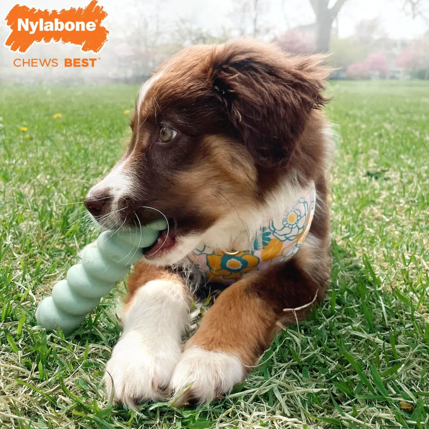 Puppy Chew Peanut Butter Flavour Teething Dog Toy