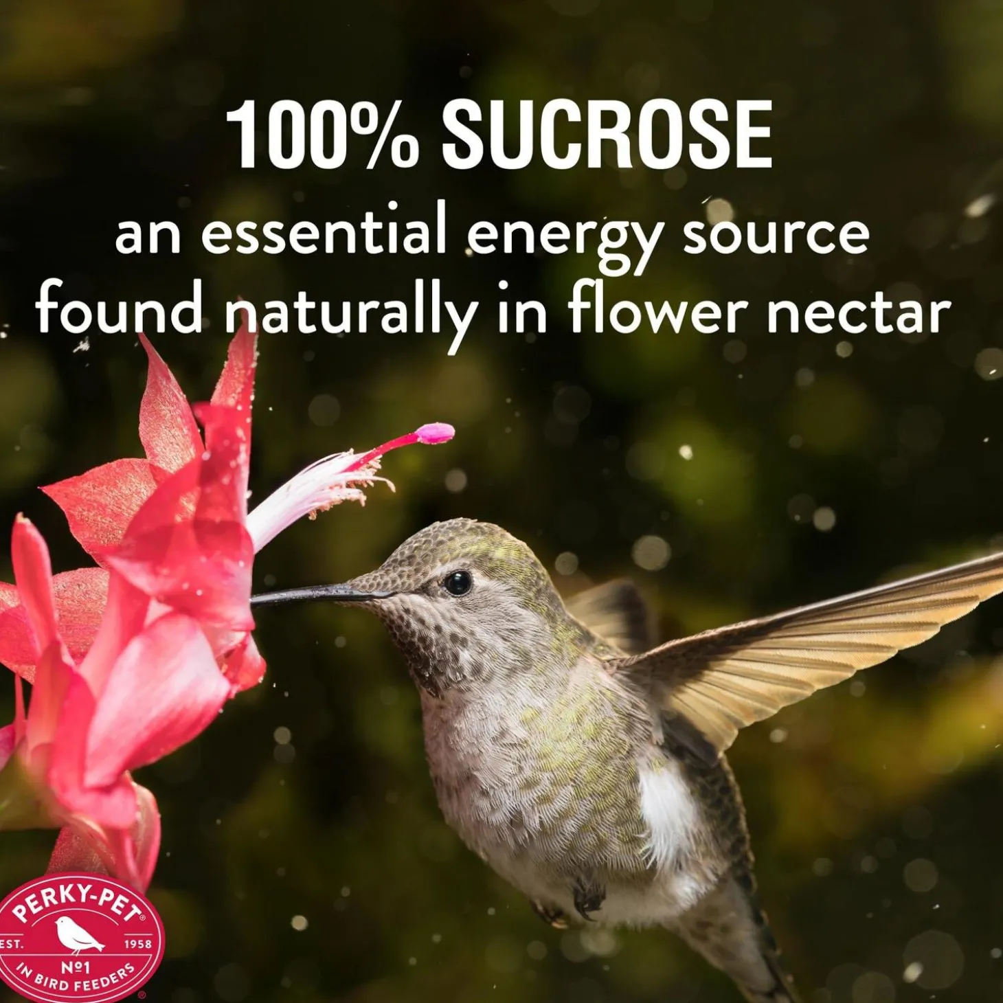Red Powder Hummingbird Nectar Concentrate
