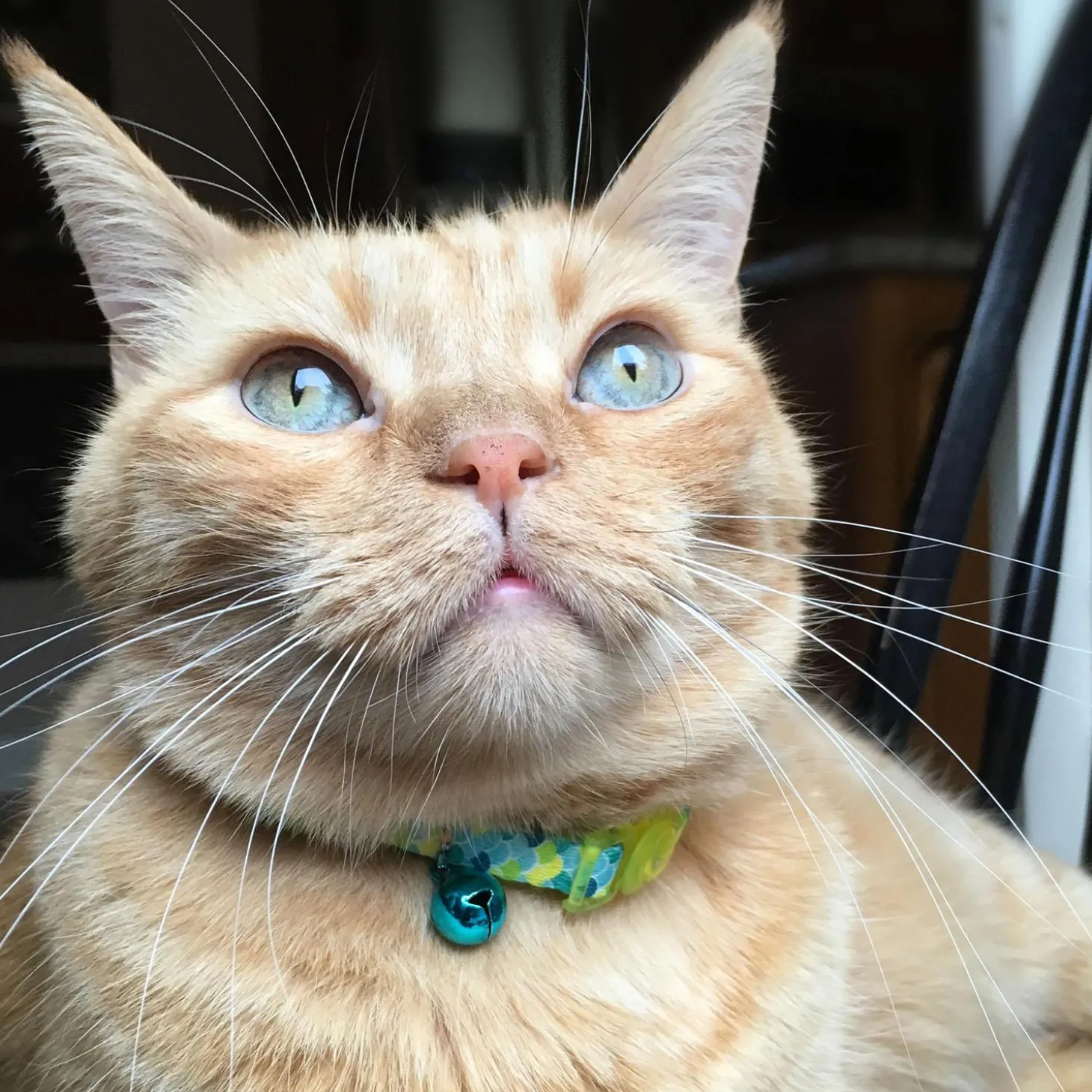 Safe Cat Fashion Adjustable Breakaway Lime Teal Scales Cat Collar