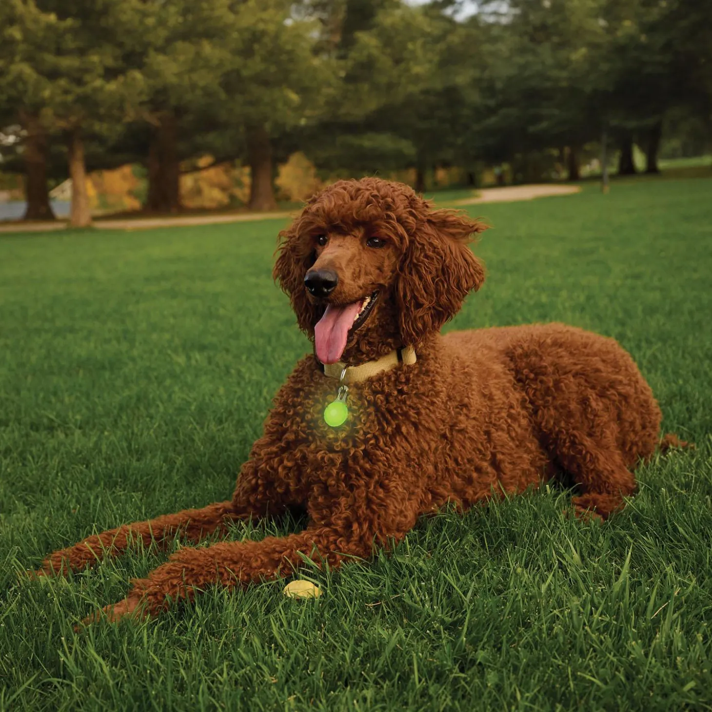 SpotLit Rechargeable LED Assorted Colours Collar Light