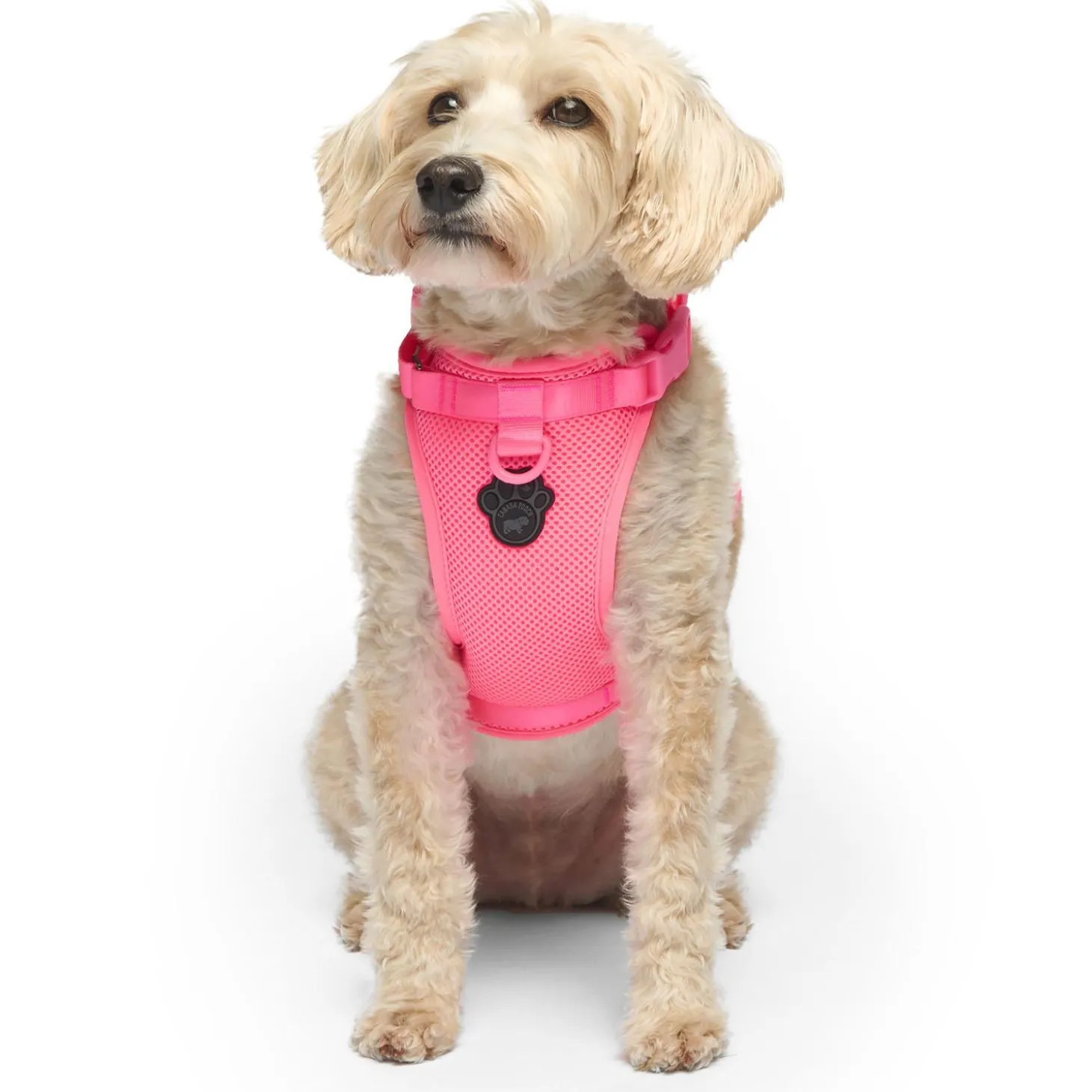 The Everything Mesh Neon Pink Dog Harness
